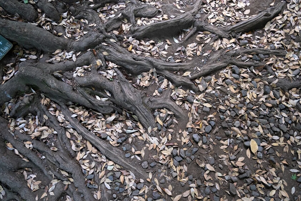 画像6