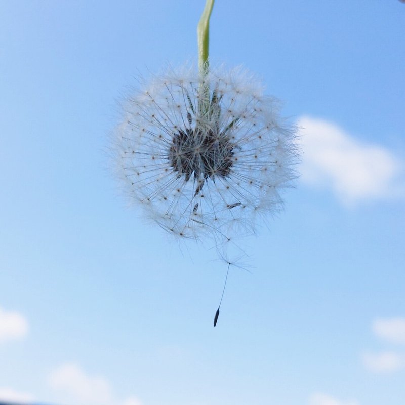 たんぽぽの綿毛 花言葉 別離 つぐみ Note