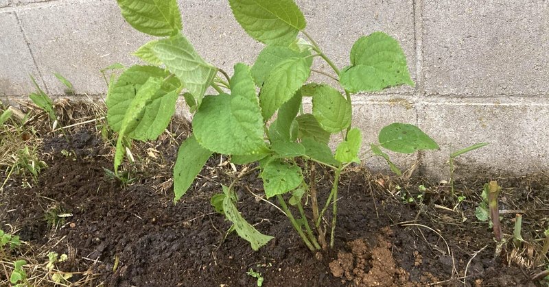 意思と偶然の庭仕事 Mikimomose Note