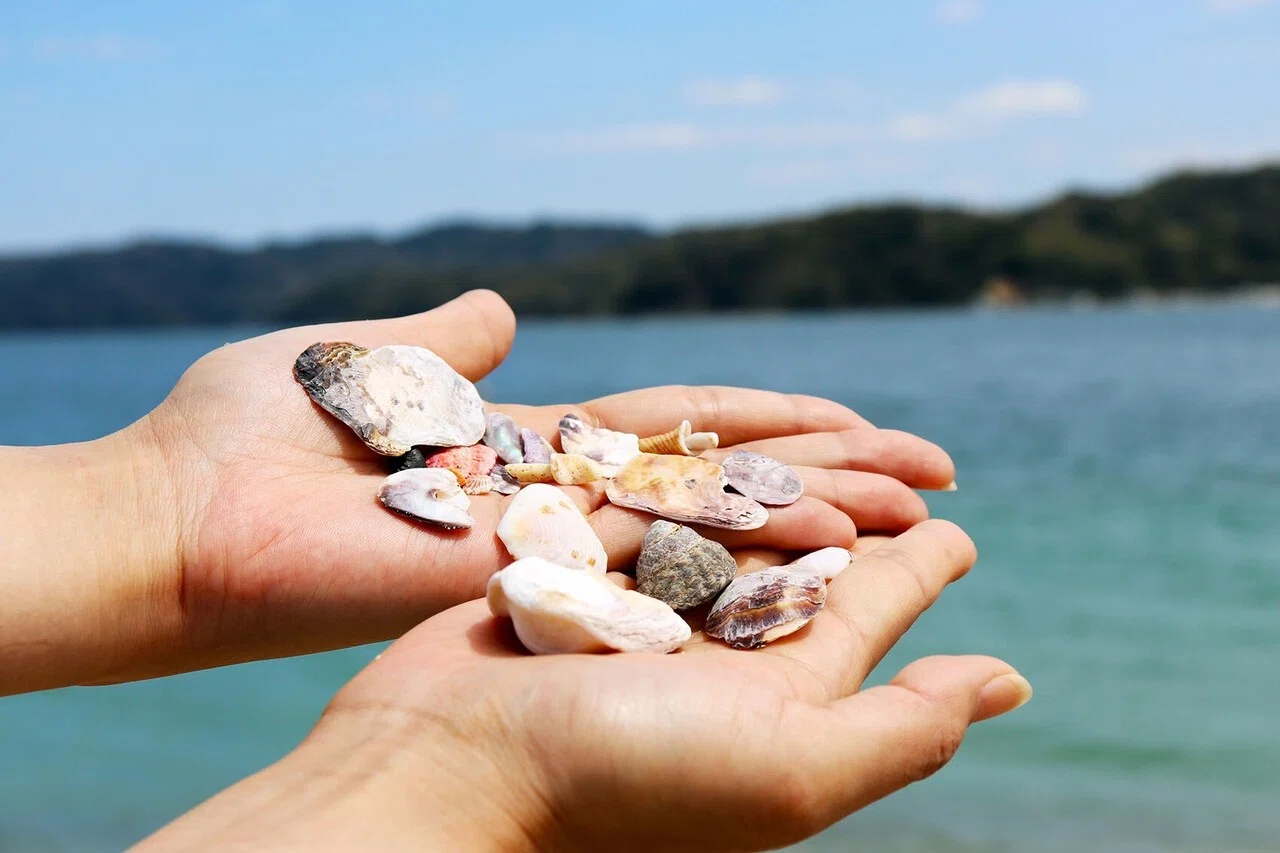 天橋立＃4】海からの贈り物を探そう！天橋立で貝拾い｜宮津市広報