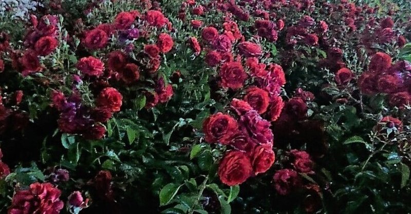 21 05 19 思い込んだら夜中の薔薇 鳩羽風子 記者 Note 21 05 19 思い込んだら夜中の薔薇 鳩羽風子 記者 Note