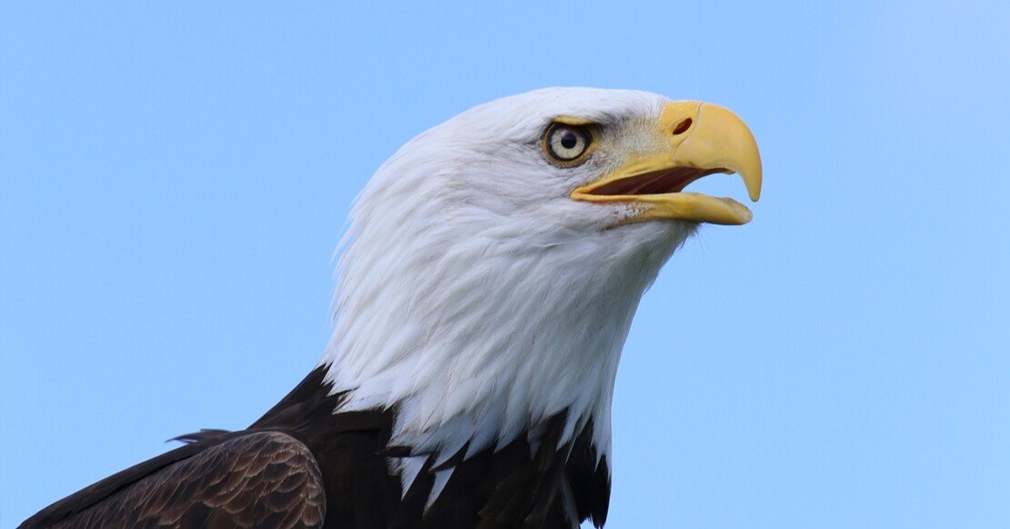 バードパフォーマンスブロード 1番の人気者！ ハクトウワシ