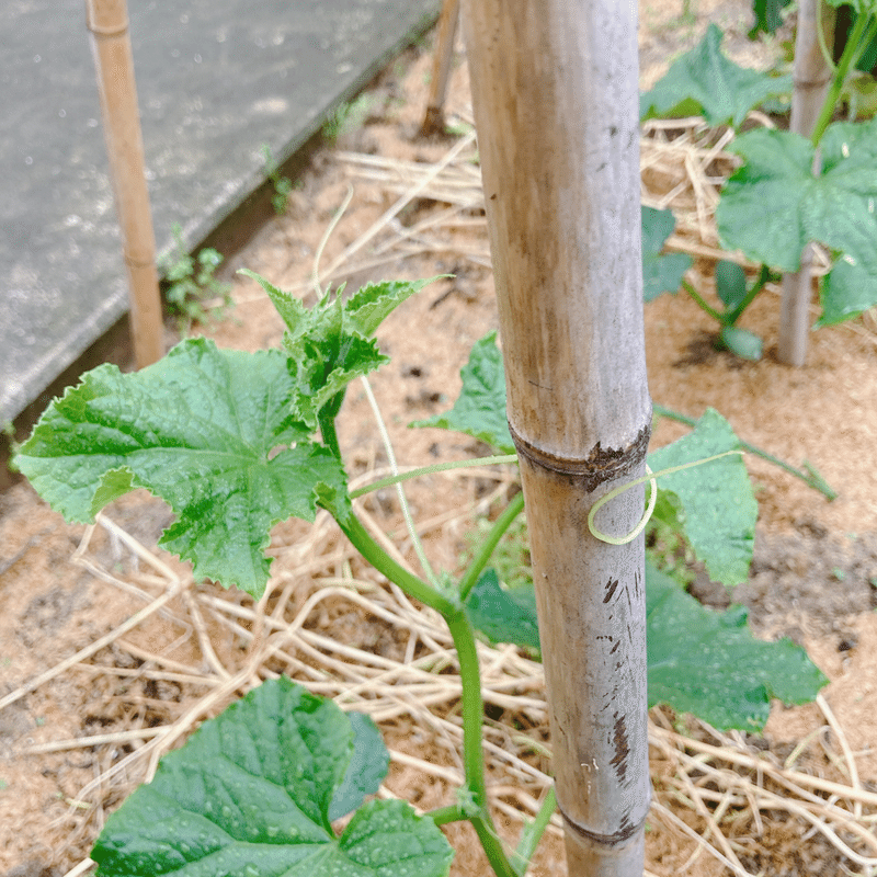 ピーマンとキュウリの誘引 植え付けから8日目 コバナビト Note