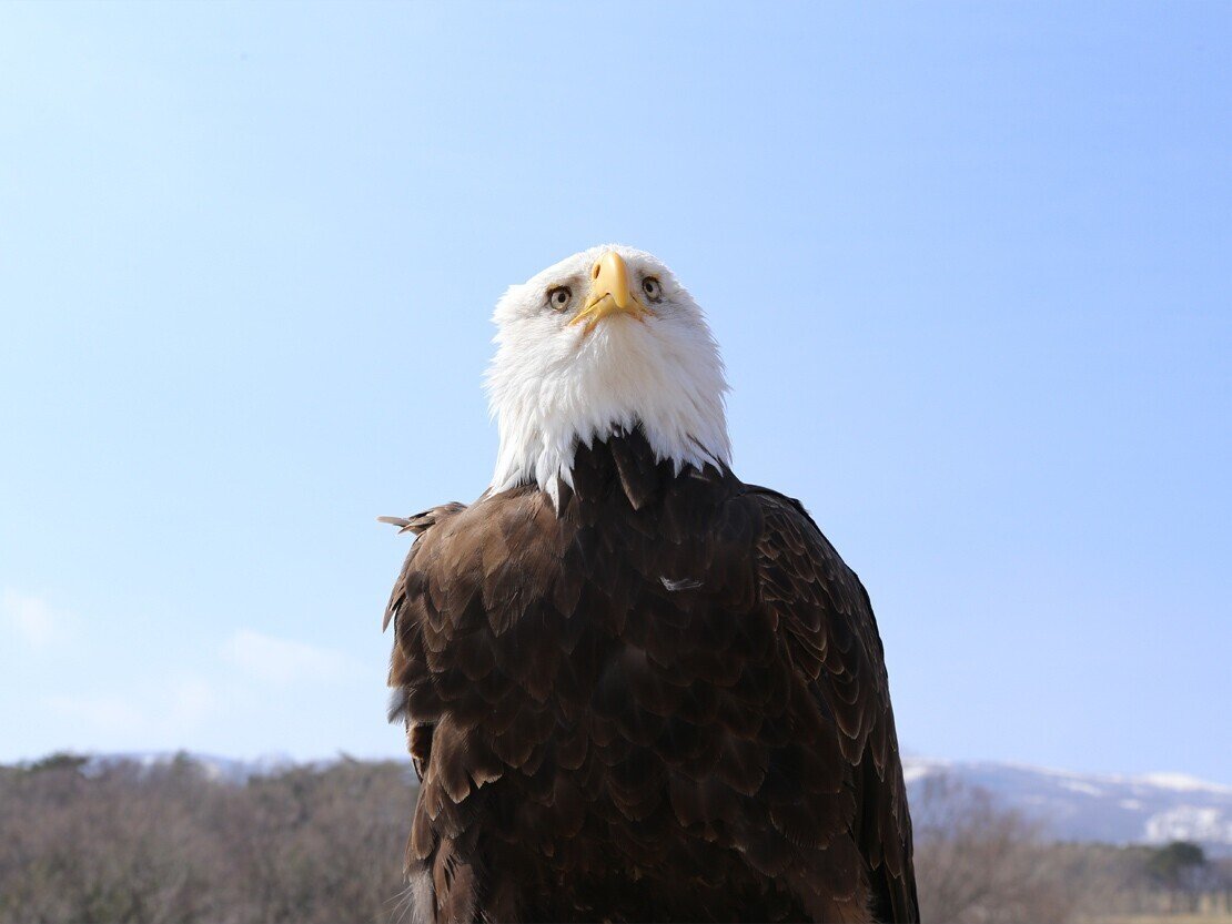 バードパフォーマンスブロード 1番の人気者！ ハクトウワシ