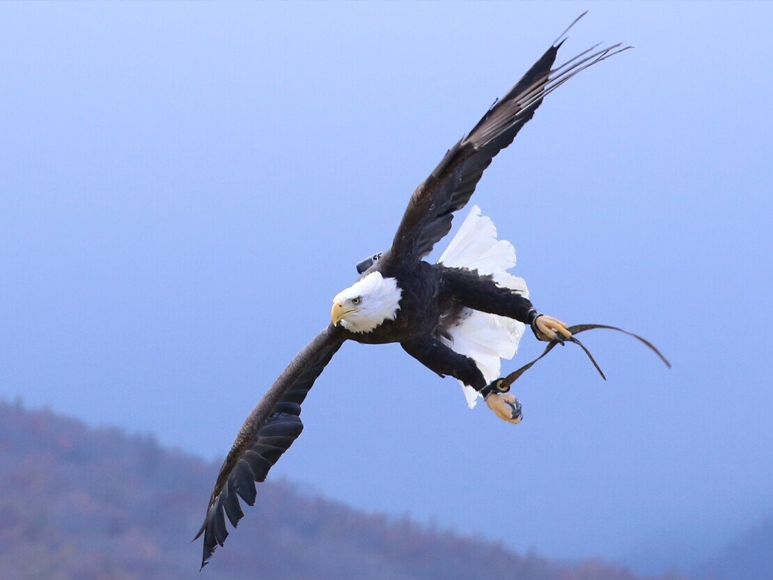 バードパフォーマンスブロード 1番の人気者 ハクトウワシ ウィンティ 那須どうぶつ王国 日々 どうぶつ日誌 バードパフォーマンスブロード 1番の人気者 ハクトウワシ ウィンティ 那須どうぶつ王国 日々 どうぶつ日誌