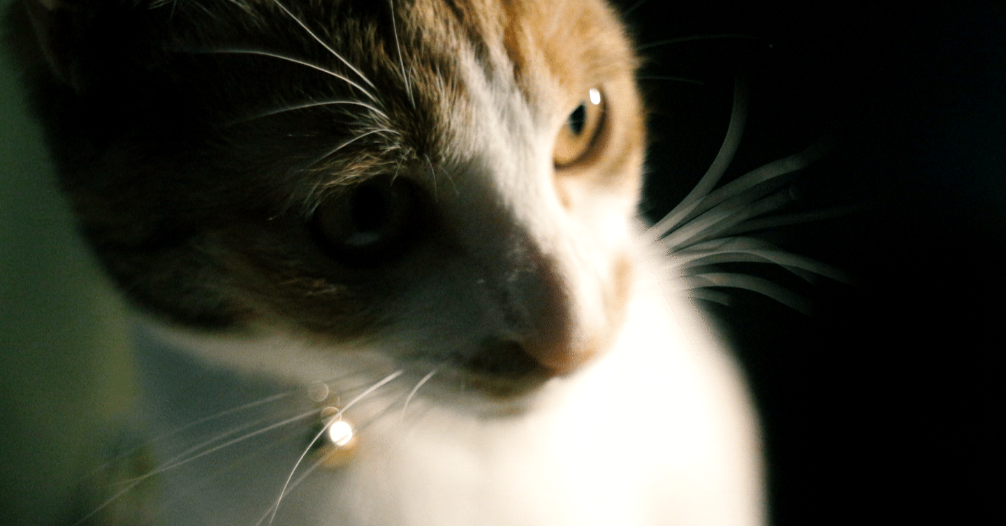 人の 強み に光をあてすぎると 弱み の影が濃くなる 今給黎 辰郎 いまきゅうれい たつお Note