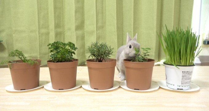 うさぎのぽぽちゃん｜sumomo｜note