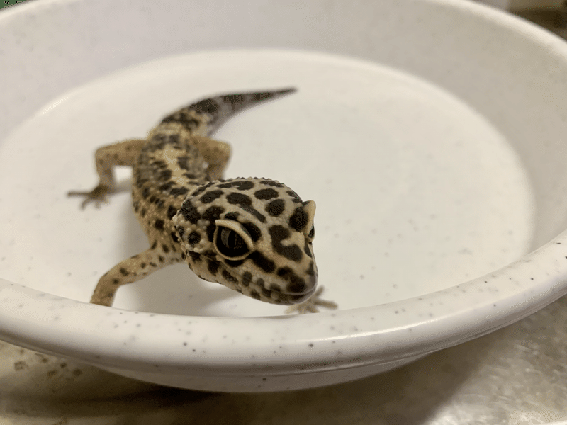 0 ガッキー With G組 G組飼育係 Note