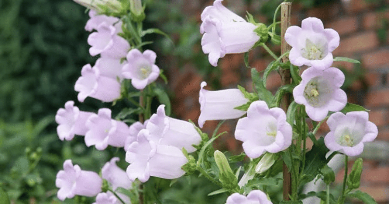 ご縁はがきに花言葉を 玉城麻衣 ご縁はがき講師 Note ご縁はがきに花言葉を 玉城麻衣 ご縁はがき講師 Note