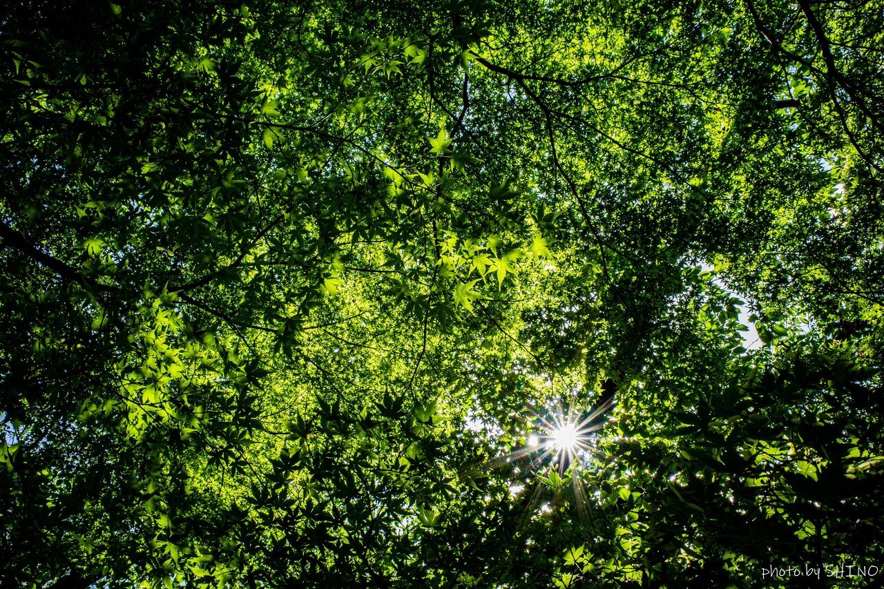 緑って元気になる 撮影日 2021年5月10日 全然関係ないですが 画像10mb以下にしなきゃいけないのがメンドクサイ 10mbって小さすぎるよ 今さらなカンジするケド W 詩野 Shino Note