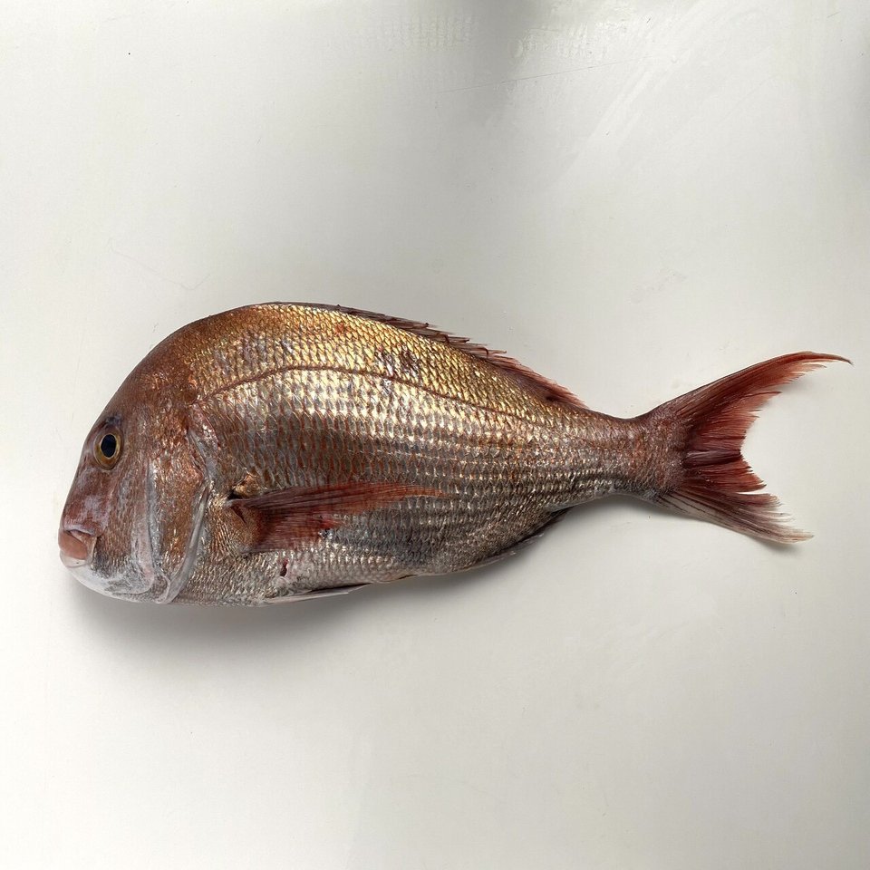 鯛の子の昆布締め 21 ０５ １３ ミナトゴハン Note