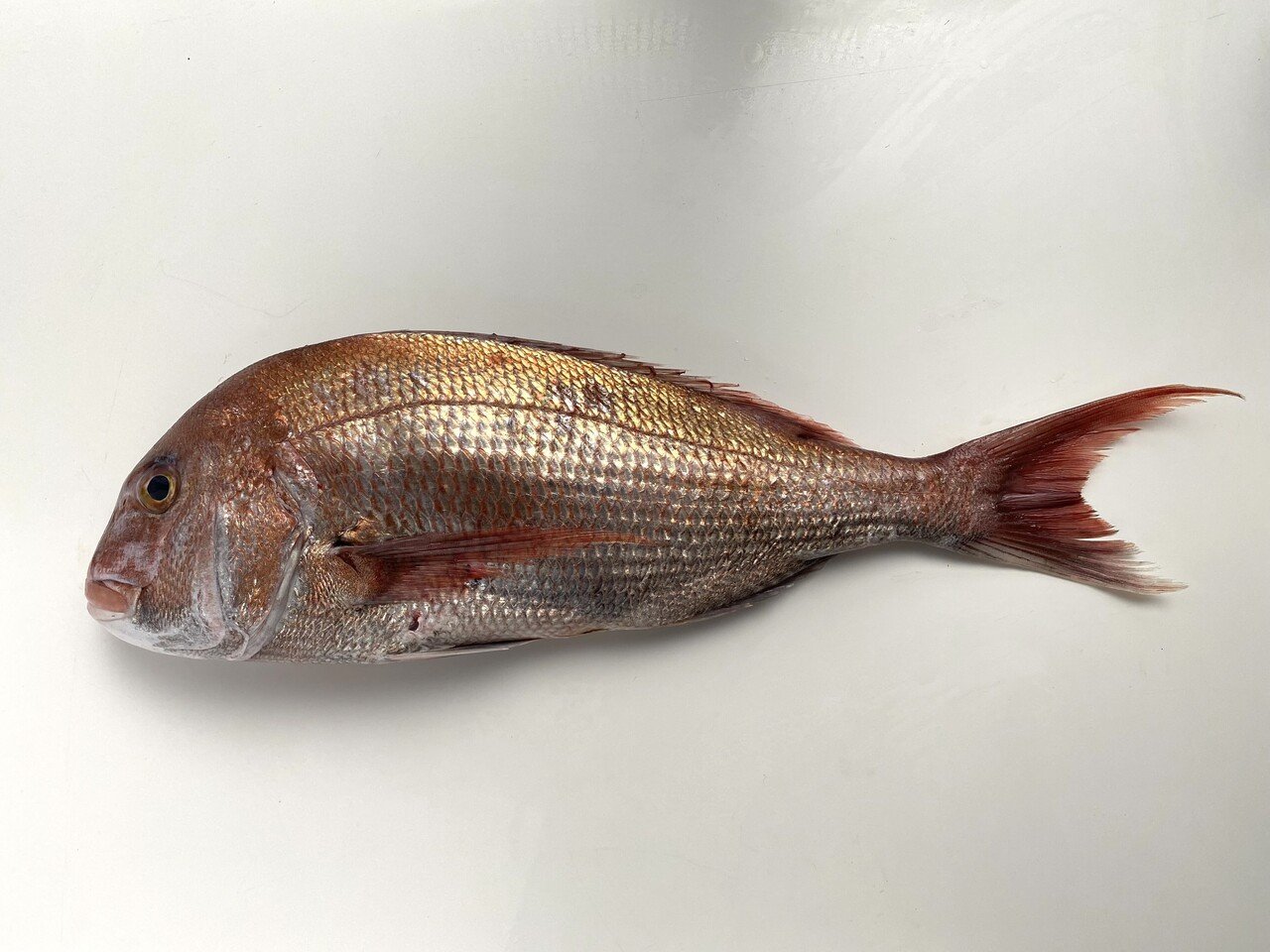 鯛の子の昆布締め 21 05 13 ミナトゴハン Note 鯛の子の昆布締め 21 05 13 ミナトゴハン Note