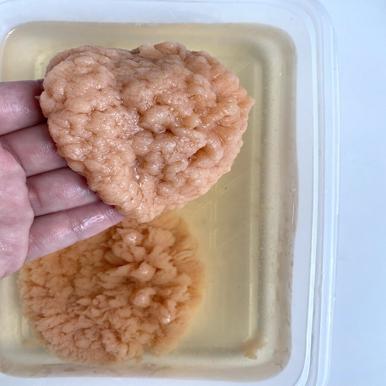 鯛の子の昆布締め 21 ０５ １３ ミナトゴハン Note