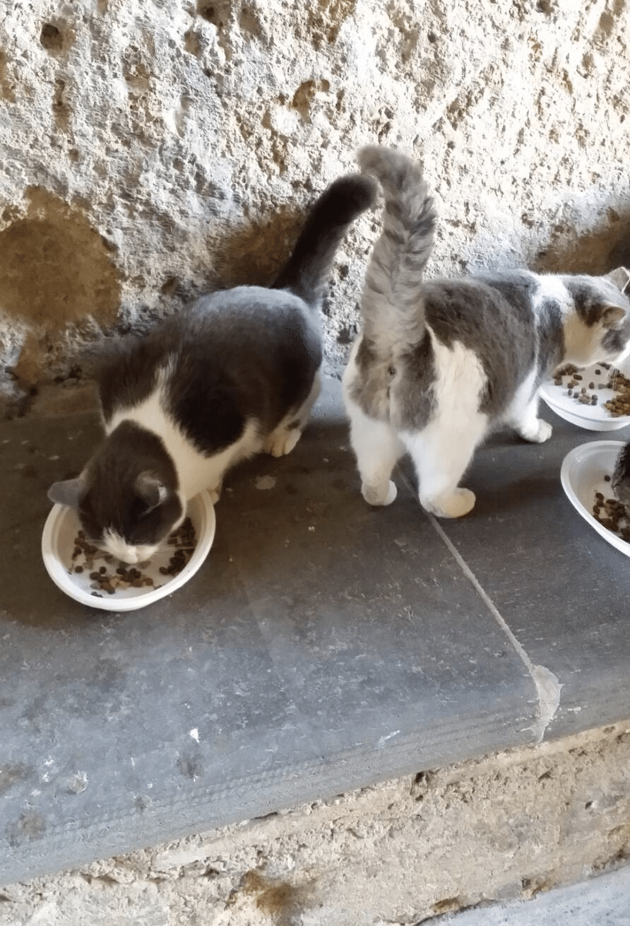 チビタ村の風景と猫たち イタリア チヴィタ ディ バニョレージョ 晴田そわか Note チビタ村の風景と猫たち イタリア チヴィタ ディ バニョレージョ 晴田そわか Note