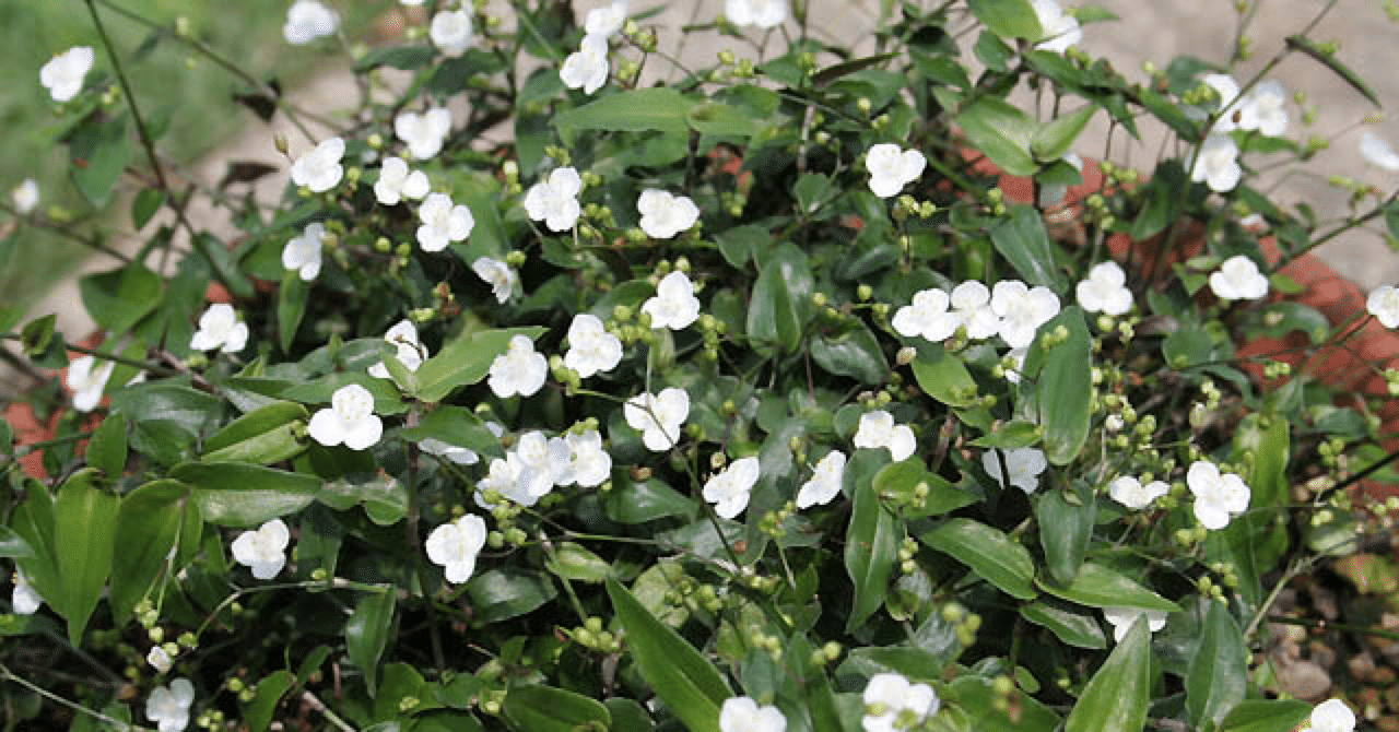 ブライダルベールの花言葉 幸福 願い続ける 映画アイネクライネナハトムジーク ファンシーローラ Note