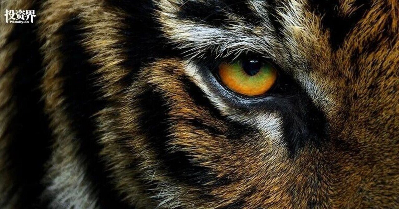 世界最強のヘッジファンドTiger Global Managementの中国市場での実力｜吉川真人＠中国テックトレンドニュース