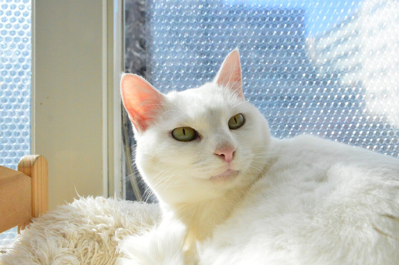 私が譲渡するのはペットではなく家族です おかもと Note 私が譲渡するのはペットではなく家族です おかもと Note