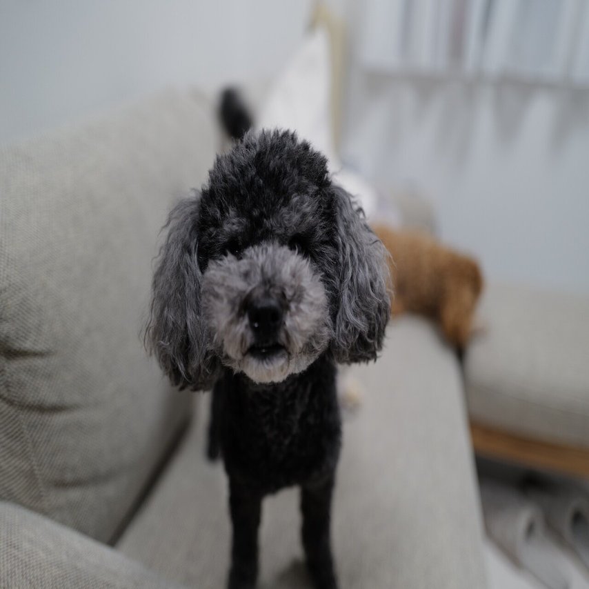 Leicaな日々 3 私の愛犬を紹介します 村田雄平 Leicaに恋して Note