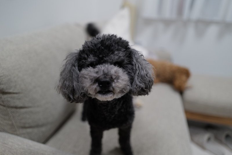 Leicaな日々 3 私の愛犬を紹介します ムラタユウヘイ Note Leicaな日々 3 私の愛犬を紹介します ムラタユウヘイ Note