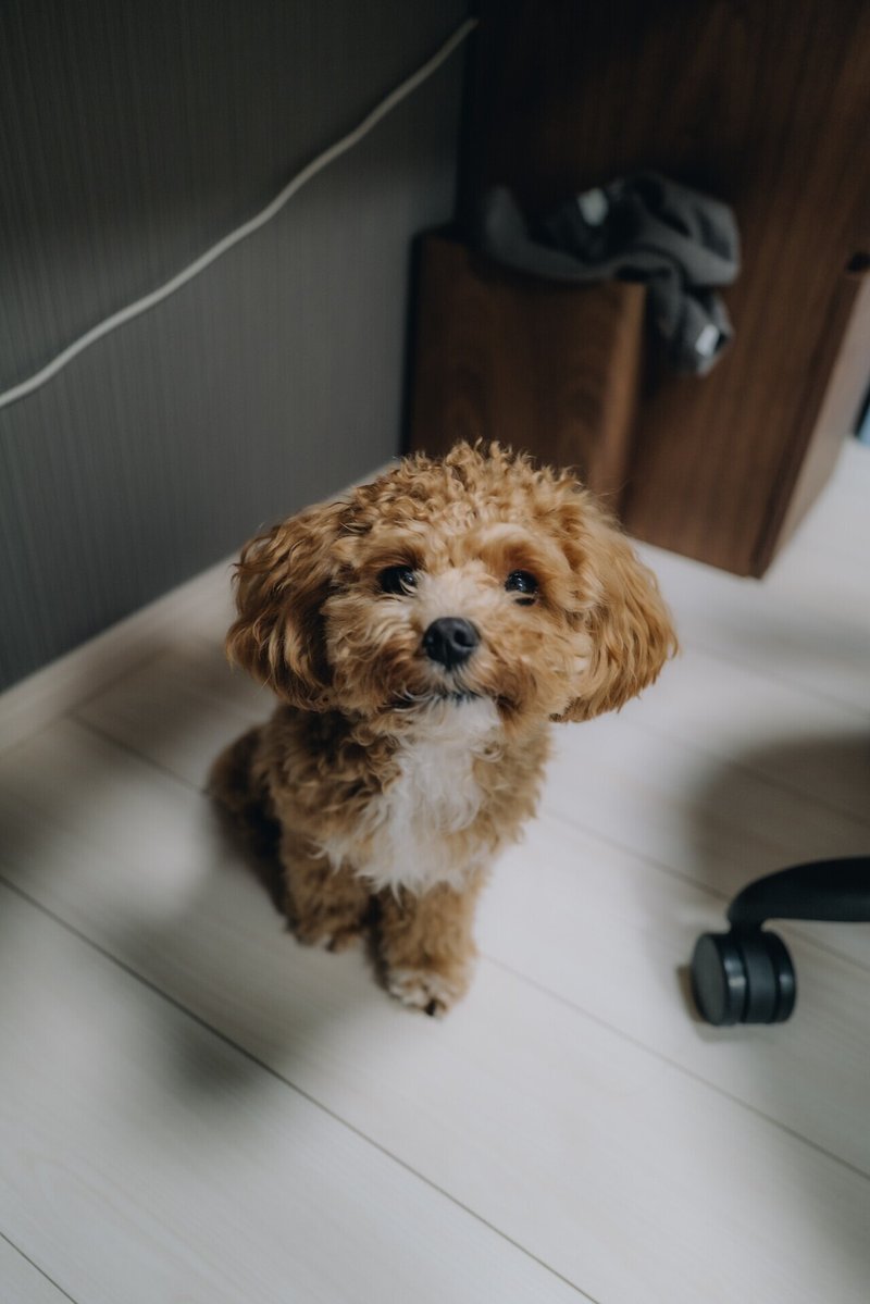 Leicaな日々 3 私の愛犬を紹介します ムラタユウヘイ Note Leicaな日々 3 私の愛犬を紹介します ムラタユウヘイ Note