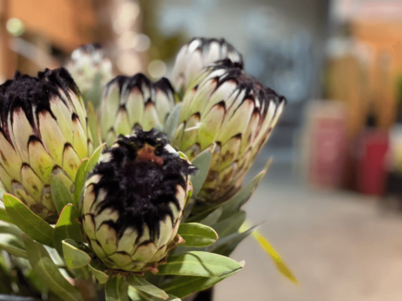 どうも ノムラです 雨が多くなりジメジメした季節になりました 花業界では春物の花が完全に終わり夏物が出始めています 夏は花の種類 こそ少ないですが ネイティブフラワーや南国系の葉物などが増え 目新 Artflo21 Note