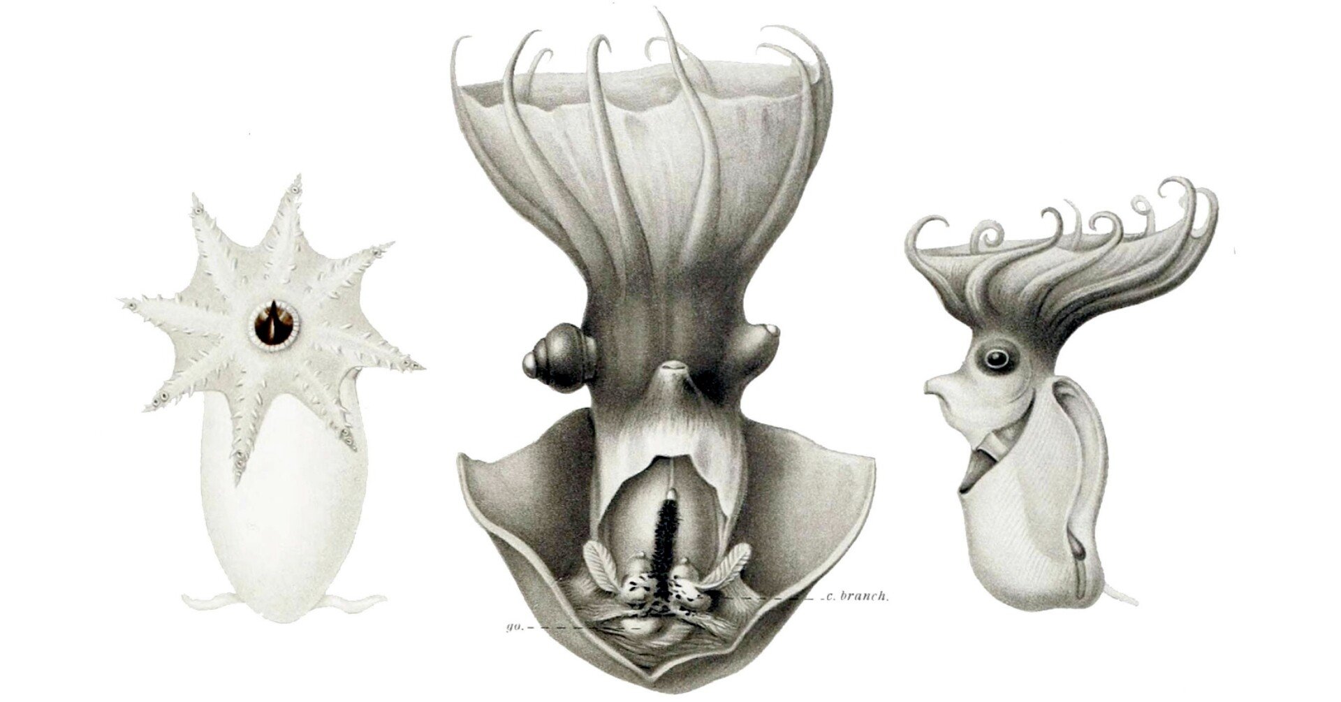 コウモリダコ 雑記草 Note