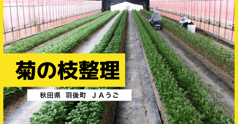 僕はしにましぇん の新着タグ記事一覧 Note つくる つながる とどける