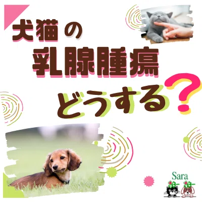 犬猫の乳腺腫瘍について：手術するべき？ ✓私だったら、良性でも取る 