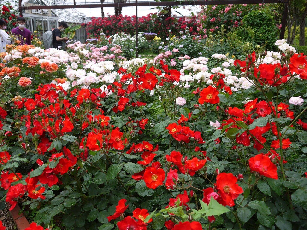 5月16日 和歌山県緑化センター バラ園 その2 中岡 はじめ Note 5月16日 和歌山県緑化センター バラ園 その2 中岡 はじめ Note