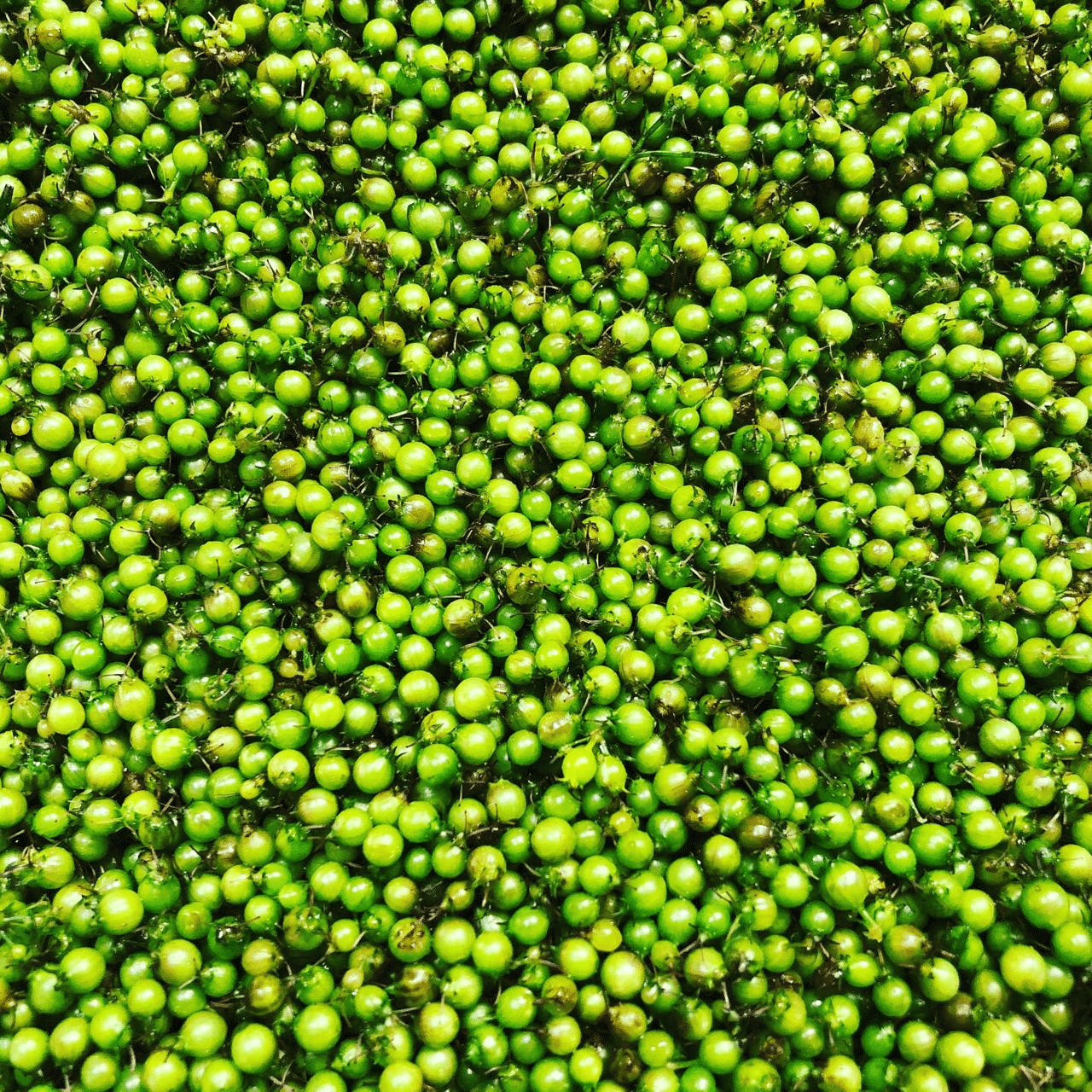 パクチーの種 翡翠の輝き Paxi Note