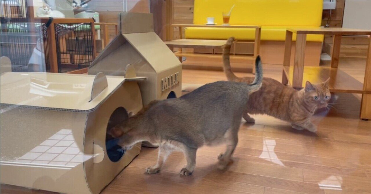 第1弾 猫カフェ ちぐら 里親さがし猫カフェおっぽ に行ってきました ダンボール ネコハウス Necotti ネコッチ 販売中 Note