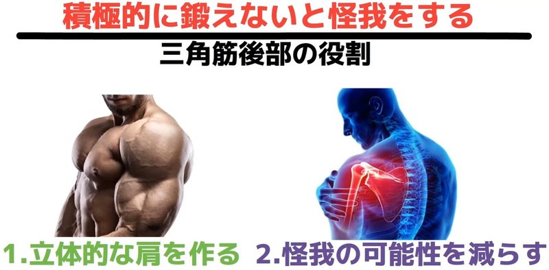 肩トレ 三角筋後部の筋トレ 科学的に正しいリアの鍛え方4種類を徹底解説 論文8本 筋トレの科学 Note