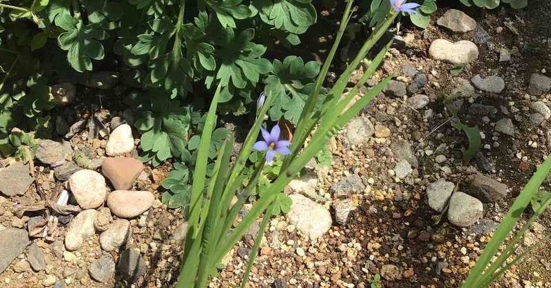 野草 野に咲く草花達 ルリニワゼキショウ 瑠璃庭石菖 Srmr Jp Note
