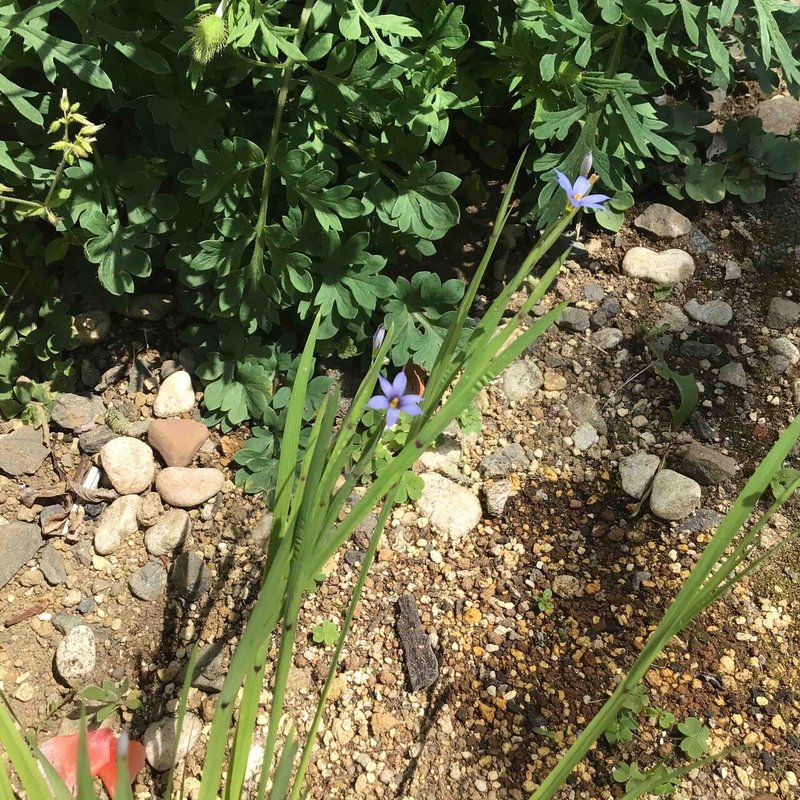 野草 野に咲く草花達 ルリニワゼキショウ 瑠璃庭石菖 Srmr Jp Note