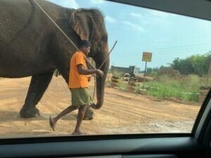 道を歩く象