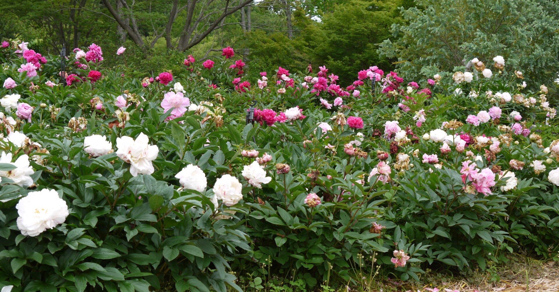 ５月１６日 和歌山県緑化センター パノラマ花壇 中岡 はじめ Note