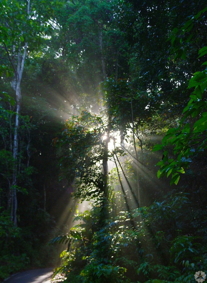 熱帯雨林ジャングルでの撮影で注意すること キータン Note