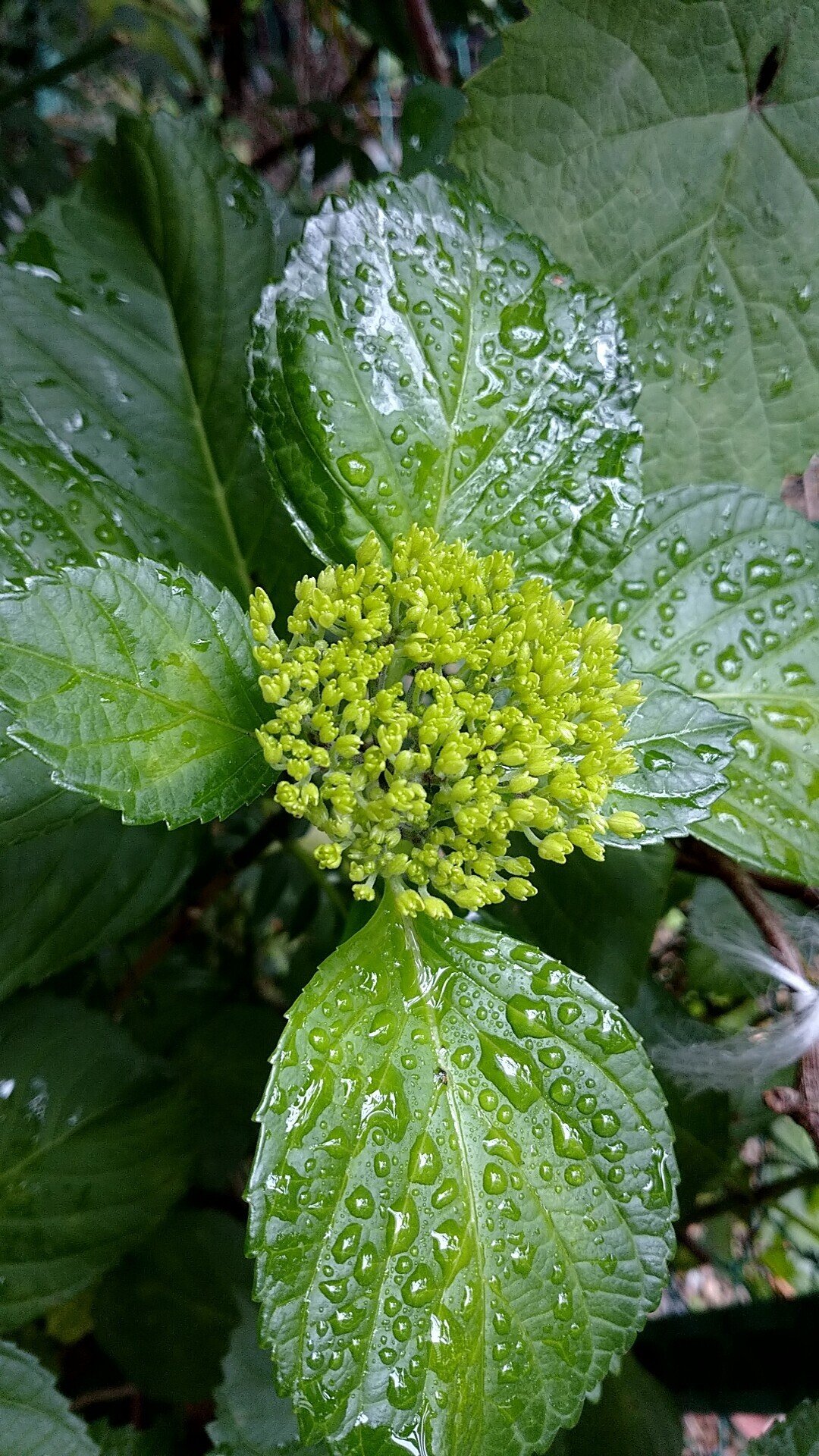 好きな人を想う 可愛い人を見ると ちょっと寿命が延びます って 沖野アナウンサー わかる わかるわぁ しみじみ 沖野綾亜のチルドキ 1部 Rbciラジオ Http Radiko Jp げんちゃん ラジオlover Note