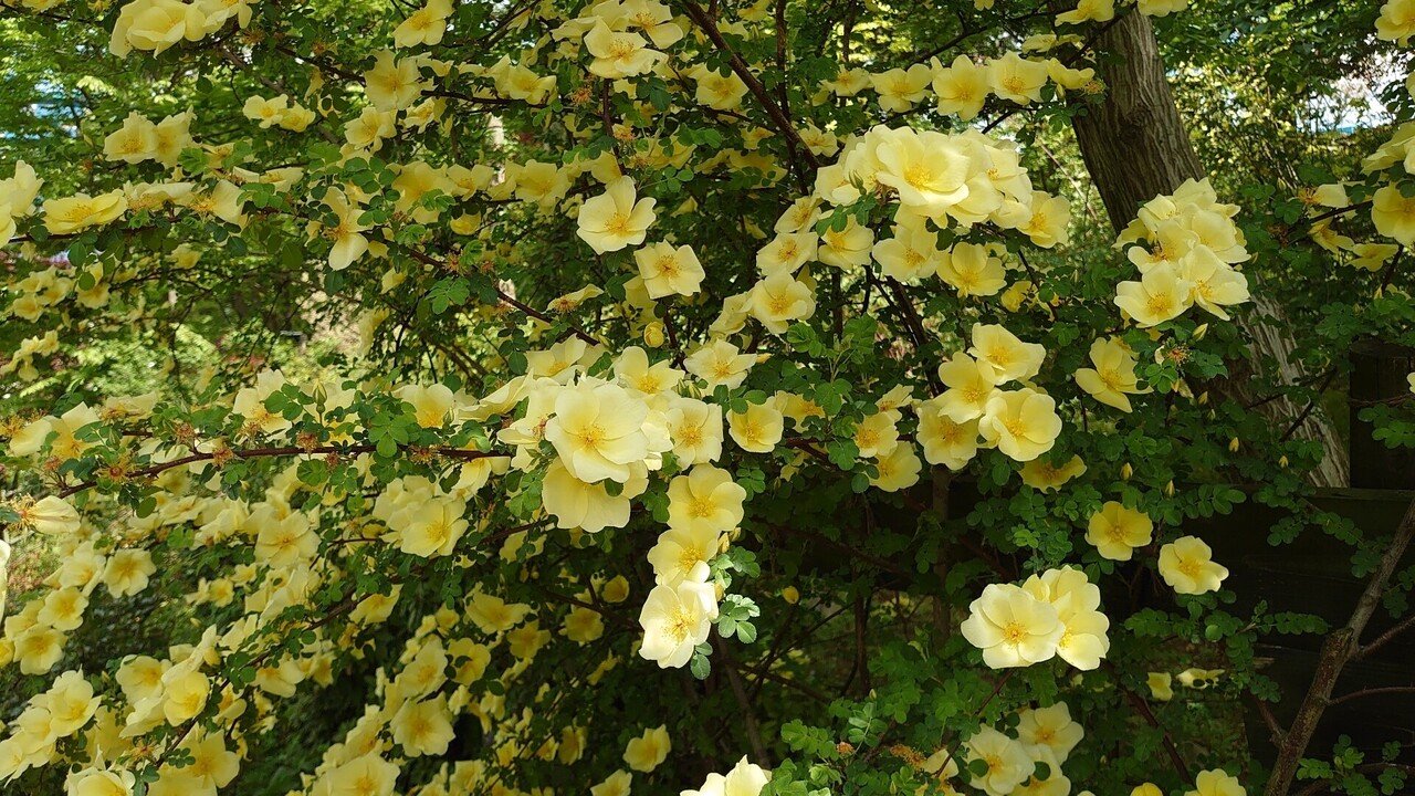 バラの歴史からみたマリア様がみてる「黄薔薇革命」と「ソレイユ