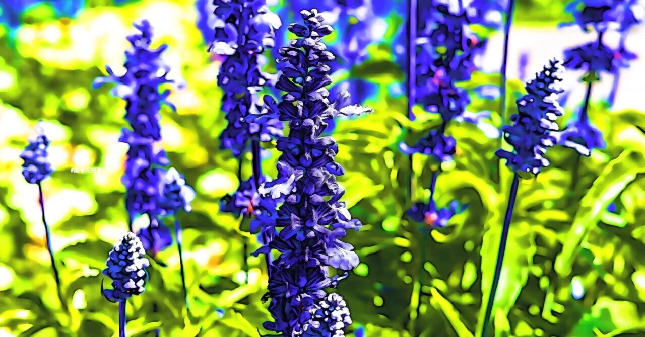 5月21日 誕生花は千鳥草 誕生花短歌 御子柴 流歌 Note