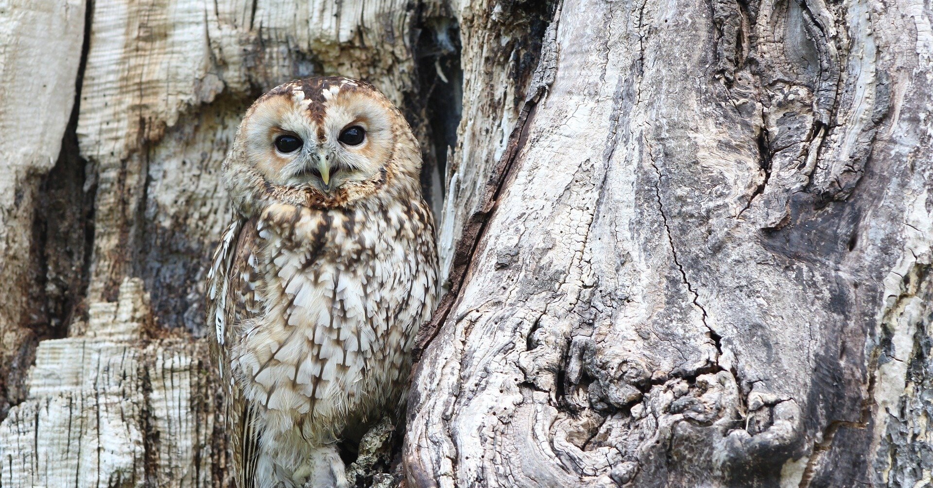 ミネルバ大学の大学院卒業しました 堀場 英雄 Hideo Horiba Note