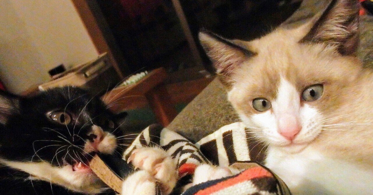 猫 きいちとの別れ もんたの日常 Note