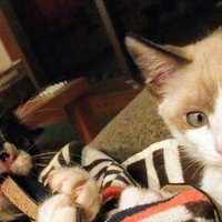 もんたの日常 もんたの基本的な情報から引き取った経緯 病気について書いています もんたの日常 Note