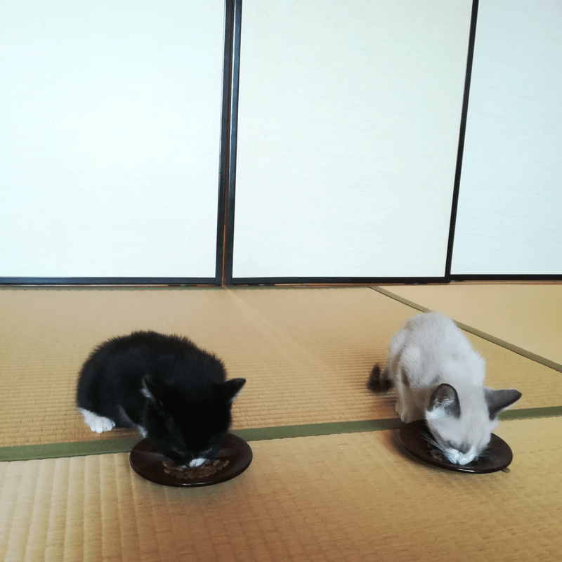猫 きいちとの別れ もんたの日常 Note 猫 きいちとの別れ もんたの日常 Note