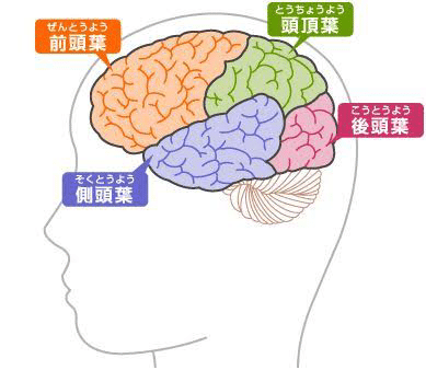 前頭葉 を英語で Say It Right それ英語でこう言うんだってばよ Note