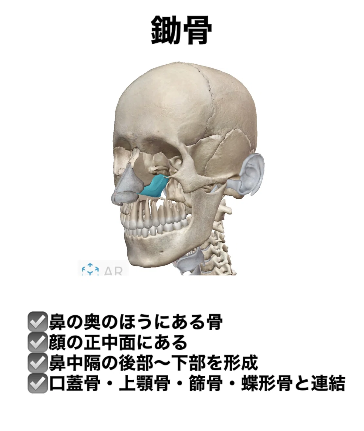 【鋤骨のはなし】骨勉｜伊藤陵亮【整体×ヨガ×読書】