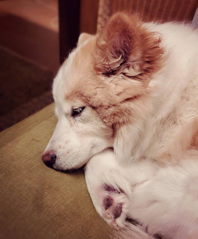 隣で寝てるフカフカの仔の睫毛を
ただただ眺めてる、っていう大贅沢を味わってる。

#dog #inu #犬 #犬の麩 #犬のいる暮らし #猫の幸犬の麩
https://instagram.com/catsachi.dogfu
