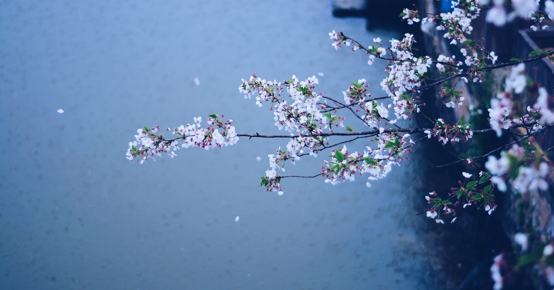 好意を持ち合っているからって、分かり合えるとは限らない@志賀直哉