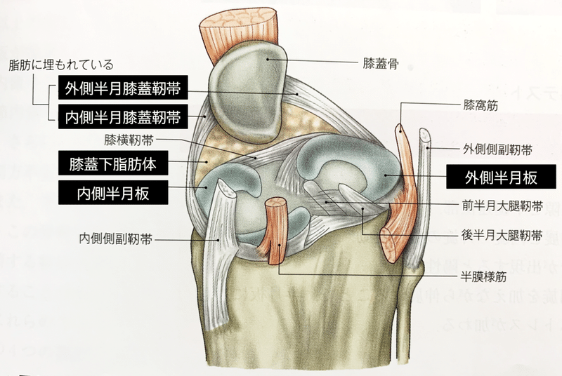 膝関節痛の理学療法 半月板由来の疼痛に対する評価とアプローチ 理学療法士による理学療法士のためのnote Note