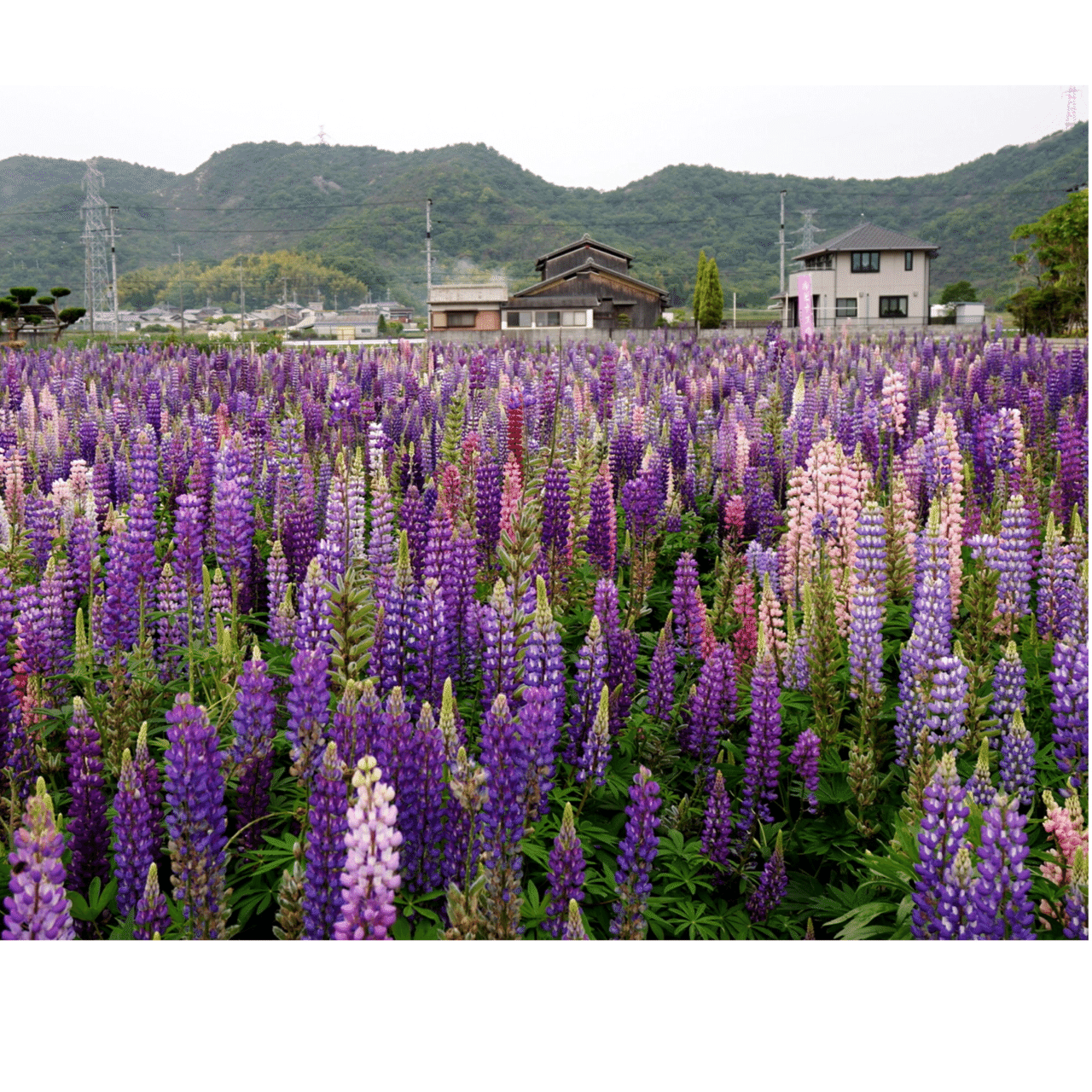 ルピナスはルパン 横鼠ゆりね Note ルピナスはルパン 横鼠ゆりね Note